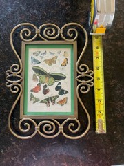 Decorative Butterfly Wall Art Scrollwork Frame Vintage Style Entomology Print 10