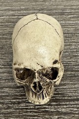 Small Figurine Human Skull Halloween Miniature 1.75 in Summit International