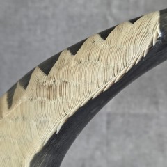 Eagle Carving Water Buffalo Horn Wood Base From KC Gifts in Canada