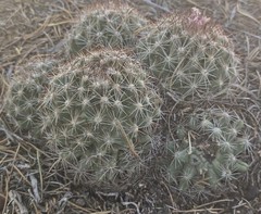 Live Escobaria vivipara Spinystar Pincushion Cactus Plant 🌵