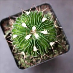 Succulent Plants Cactus Ball Live House Plants for Home Office Garden Decor