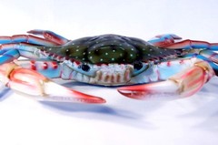 6 inch Maryland Blue Crab Beach Tiki Bar Wall Mount Decor Sculpture 90BF