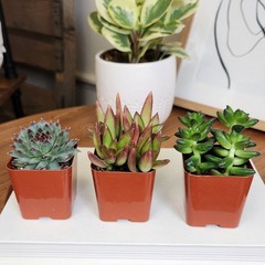 Multicolor Succulent Plants Live Indoor Pack of 6 Easy Care Grower Pots New