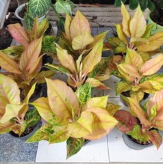 Aglaonema «light of diamond live indoor house plants easy care.