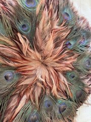 Peacock Feather Wall Art 18″ Round By CBK Unknown Age