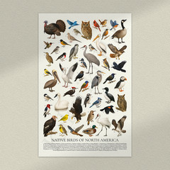 Native Birds of North America Retro Style Animal Identification Chart Poster