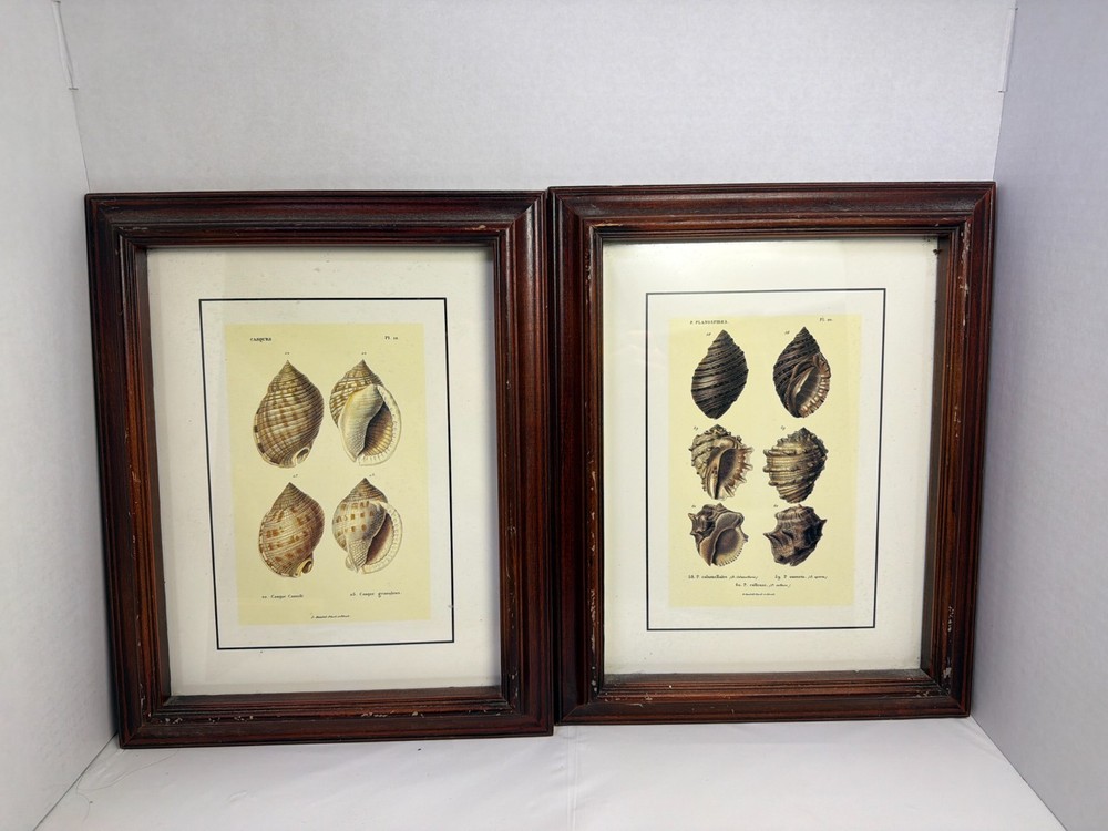 Pair Framed Seashell Botanical Prints Coastal Nautical Wall Art 12×15