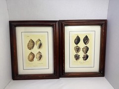 Pair Framed Seashell Botanical Prints Coastal Nautical Wall Art 12×15