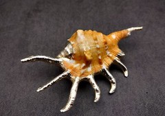 Silver-Plated Oranger Spider Seashell (1 Shell approx. 4+ inches)