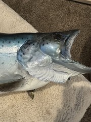 30” Salmon Half Mount King Salmon (Chinook) or Coho