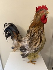 Realistic 18” Feathered Rooster Free Standing Country Farmhouse Rustic Decor