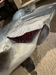 30” Salmon Half Mount King Salmon (Chinook) or Coho