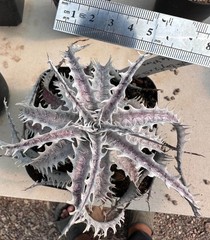 Dyckia (South Bay f2 x ML irregular spines) x Little Wing from see-d B euphorbia