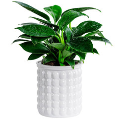 1pc Mini Self Watering Flower Pot Transparent Plastic Hydroponic Vase – NEW