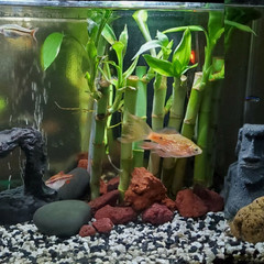 5 Lucky Bamboo Plants 6″ FREE 2 Bottles Fertilizer, Home Decor, Office Desk