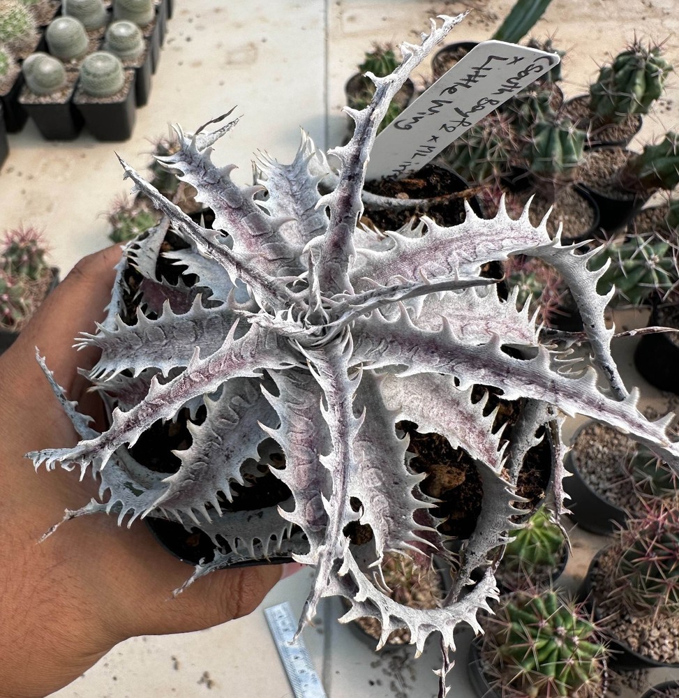 Dyckia (South Bay f2 x ML irregular spines) x Little Wing from see-d B euphorbia