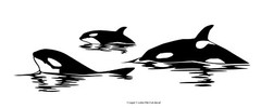 Sea Fauna – Orca Pack #7 – Outdoor Window Die Cut Decal Vinyl Sticker 6Yrs Film