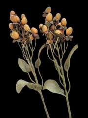 ARTIFICIAL hypericum stem, TWO stems