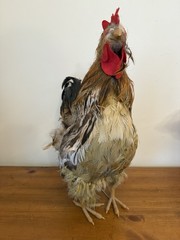 Realistic 18” Feathered Rooster Free Standing Country Farmhouse Rustic Decor