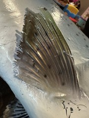 30” Salmon Half Mount King Salmon (Chinook) or Coho