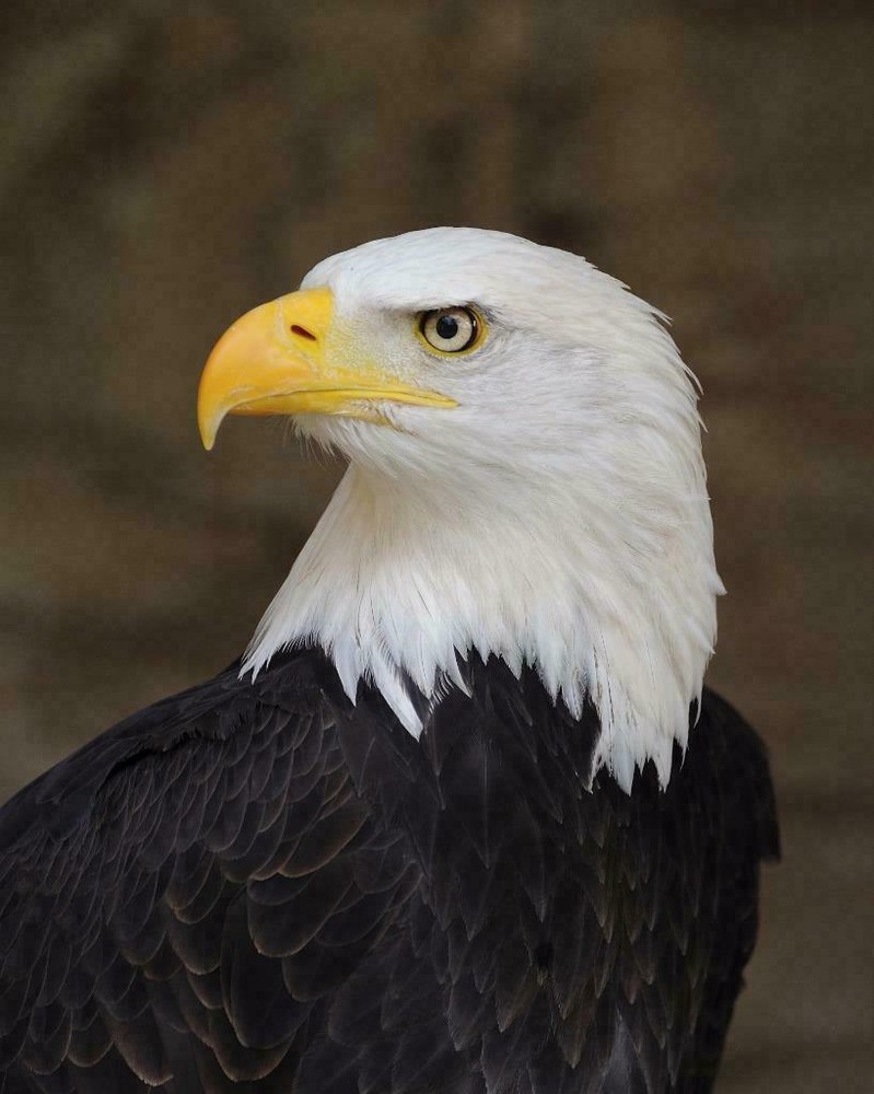 BALD EAGLE GLOSSY POSTER PICTURE PHOTO BANNER american usa bird freedom us 3028
