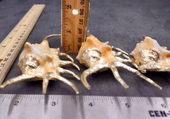 Silver-Plated Oranger Spider Seashell (1 Shell approx. 4+ inches)