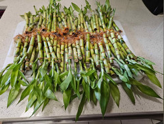 5 Lucky Bamboo Plants 6″ FREE 2 Bottles Fertilizer, Home Decor, Office Desk
