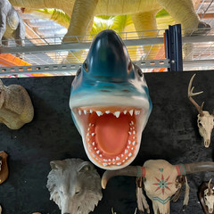 Hanging Great White Shark Head Life Size Statue Wall Decor Mouth Open Fish Prop