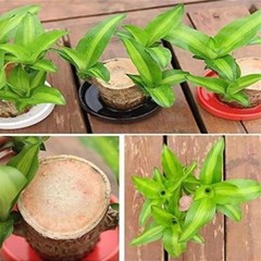 A Set of Green Plant Brazilian Wood Water Raise Lucky Wood Potted Tree Indoor US