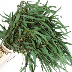 17» Real Dried Seeded Eucalyptus Stems for Shower, Preserved Natural Eucalyptus