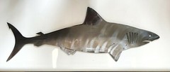 Shark – Metal Wall Art – Grey Tinged 18″ x 6 3/4″
