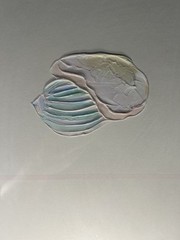 Vanguard Studios Coastal Seashell Embossed Wall Art 39.5”x27.5” Framed USA Vntg