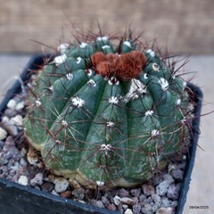 A1856 NOTOCACTUS OTTONIS DV 7914 pot9-H6-W8 cm MaMa Cactus