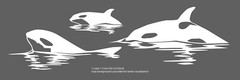 Sea Fauna – Orca Pack #7 – Outdoor Window Die Cut Decal Vinyl Sticker 6Yrs Film