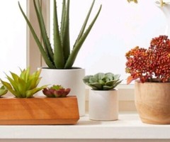 Green Succulent In White Pot 4.5″ x 4″ Project 62 Target Artificial Dudleya