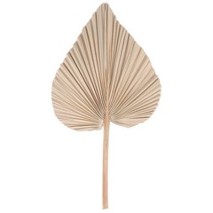 Dried Palm Leaves Room Decor 5 Pieces – 18Inch H x 10Inch W Natural Palm2367