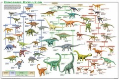 Dinosaur Evolution Educational Decorative Chart Poster 36 x 24 FREE SHIPPING