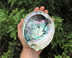 Abalone Shells: Pick A Size – Holds Smudge Sticks, Incense, Crystal Displays etc