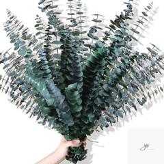 30Pcs Dried Eucalyptus Stems, 17″ Real Preserved Eucalyptus Plant for Shower, Fr