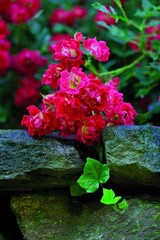 Red Rose Shrub – Seasonal Blooms – Easy Care