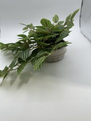 Ceramic Potted Faux Artificial Plant 6 In Height 15 In Length – Brand New!