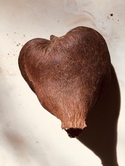 1pc Fall Pod Dried Decor 6 Inches