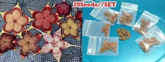 20See-ds/SET Edithcolea grandis (mixed colors of flowers) Euphorbia dorstenia