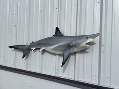 62″ Blacktip Shark Half Mount Replica – Quick Production