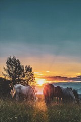 Four Assorted-color Horses on Grass Fields Art Wall Decor – POSTER 20×30