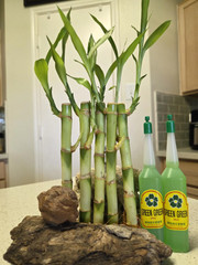 5 Lucky Bamboo Plants 6″ FREE 2 Bottles Fertilizer, Home Decor, Office Desk
