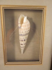 J & E Shellart Marlinespike Framed Shell Shadow Box 10.75″ x 8.75″ x 2″ EXC