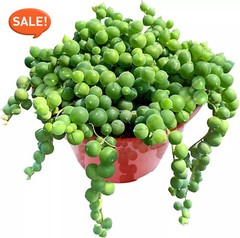 Live Succulent String of Pearls Live Plant Fully Rooted in 4″ Pot with Soil