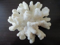White Faux Coral Cauliflower Medium 4 x 7 In. Coastal Decor Contemporary Display