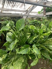 Indoor Live Plants Bundles Including 6inch Potted Pothos Plants